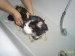 Takhle spokojeně vypadá naše Katinka, když se koupe.JPG